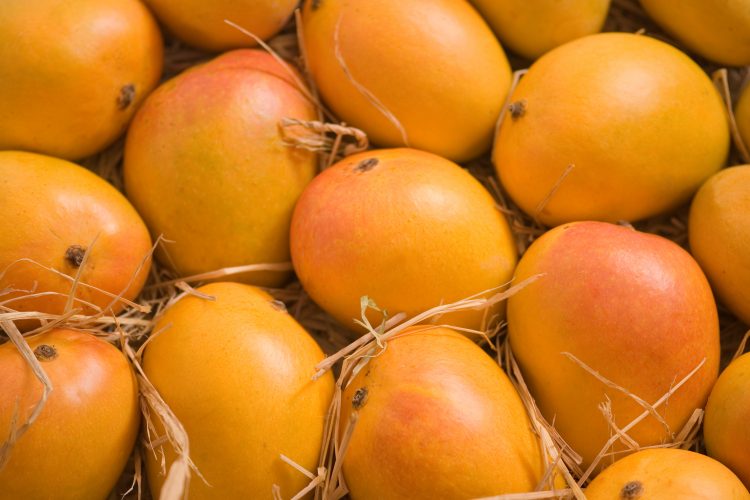Alphonso Mangoes