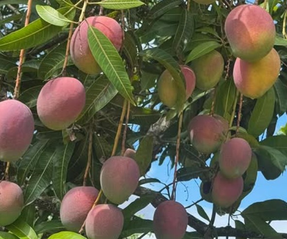 Sendhura Mango